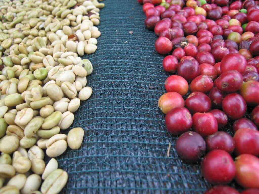 تخمیر کربنیک در صنعت قهوه‌ی اسپیشیالیته