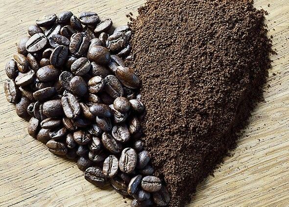 دو گونه اصلی قهوه روبوستا و قهوه عربیکا