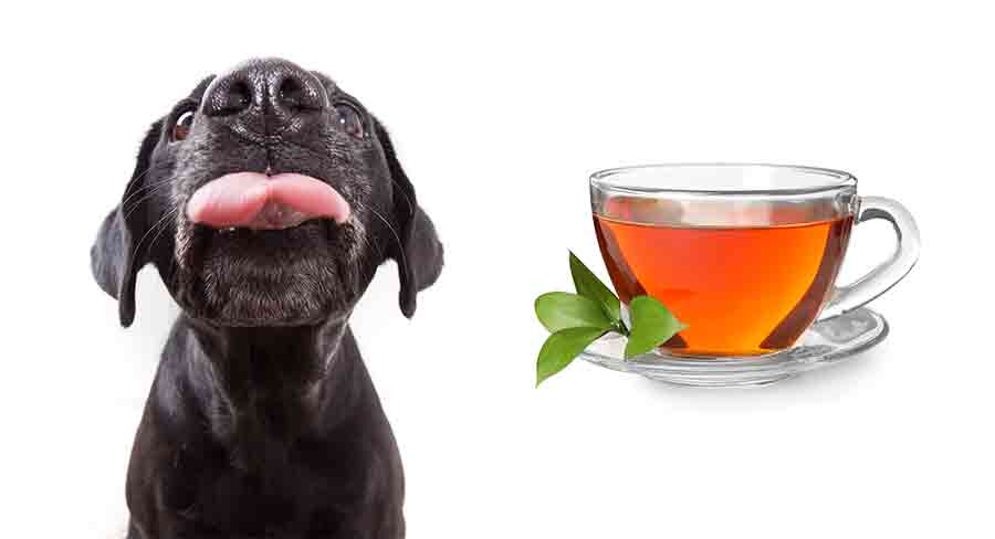 آیا سگ ها همیشه می توانند چای گیاهی بنوشند؟