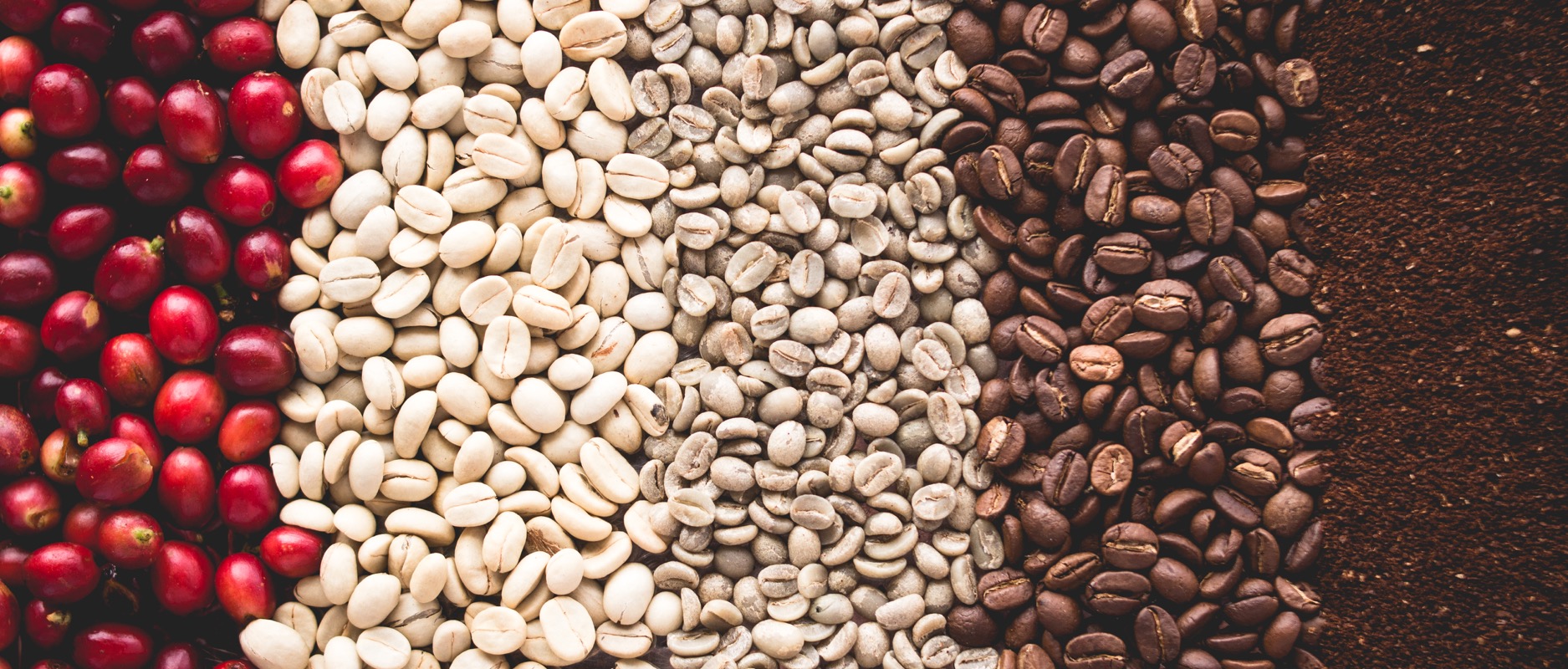 سفر قهوه از بذر آن تا فنجان شما چگونه است؟